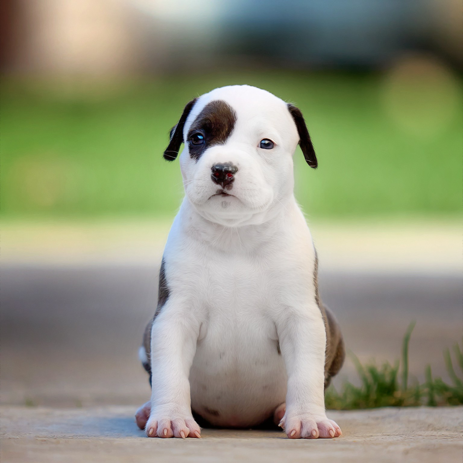 Фотограф-анималист в Москве Евгения Старостина