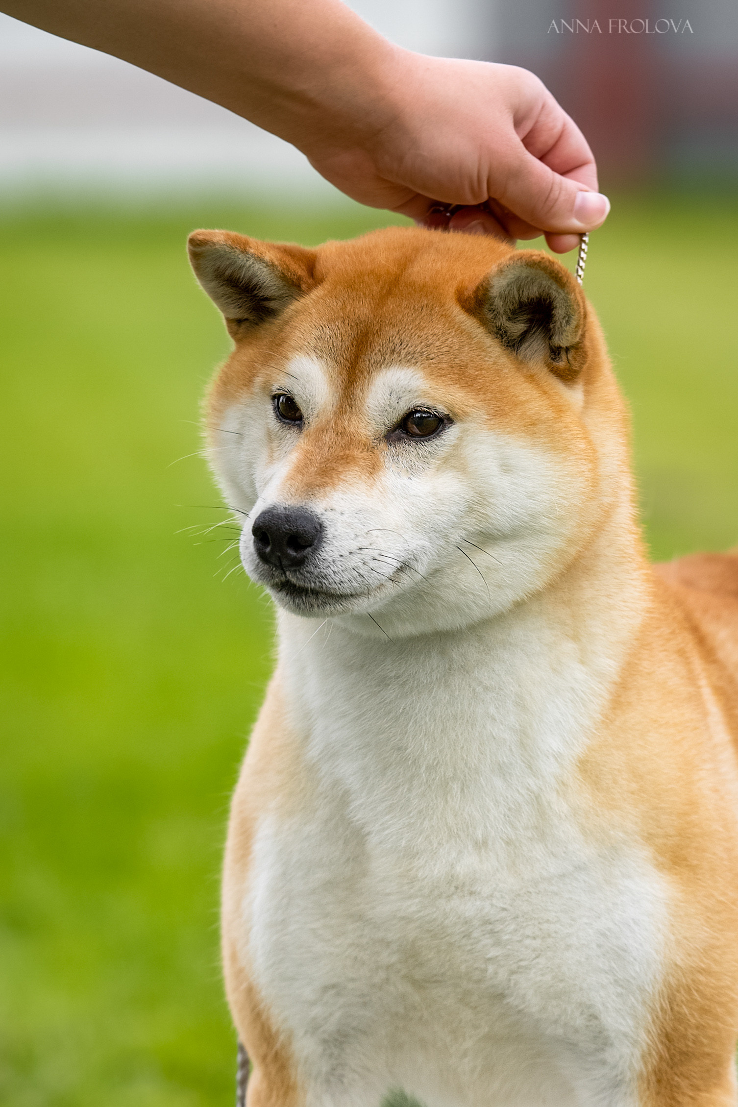 FEMALES. SHIOMARU Shiba and Akita Inu Kennel