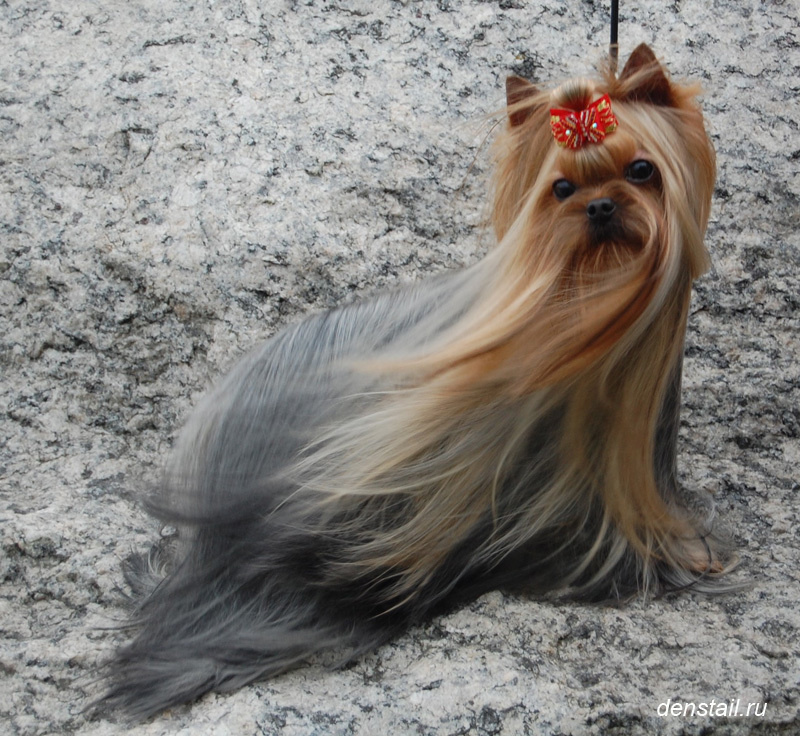 Beloved Cookie Stribrne Prani. Питомник Йоркширских терьеров Дэнстайл в Санкт-Петербурге заводчик Тих