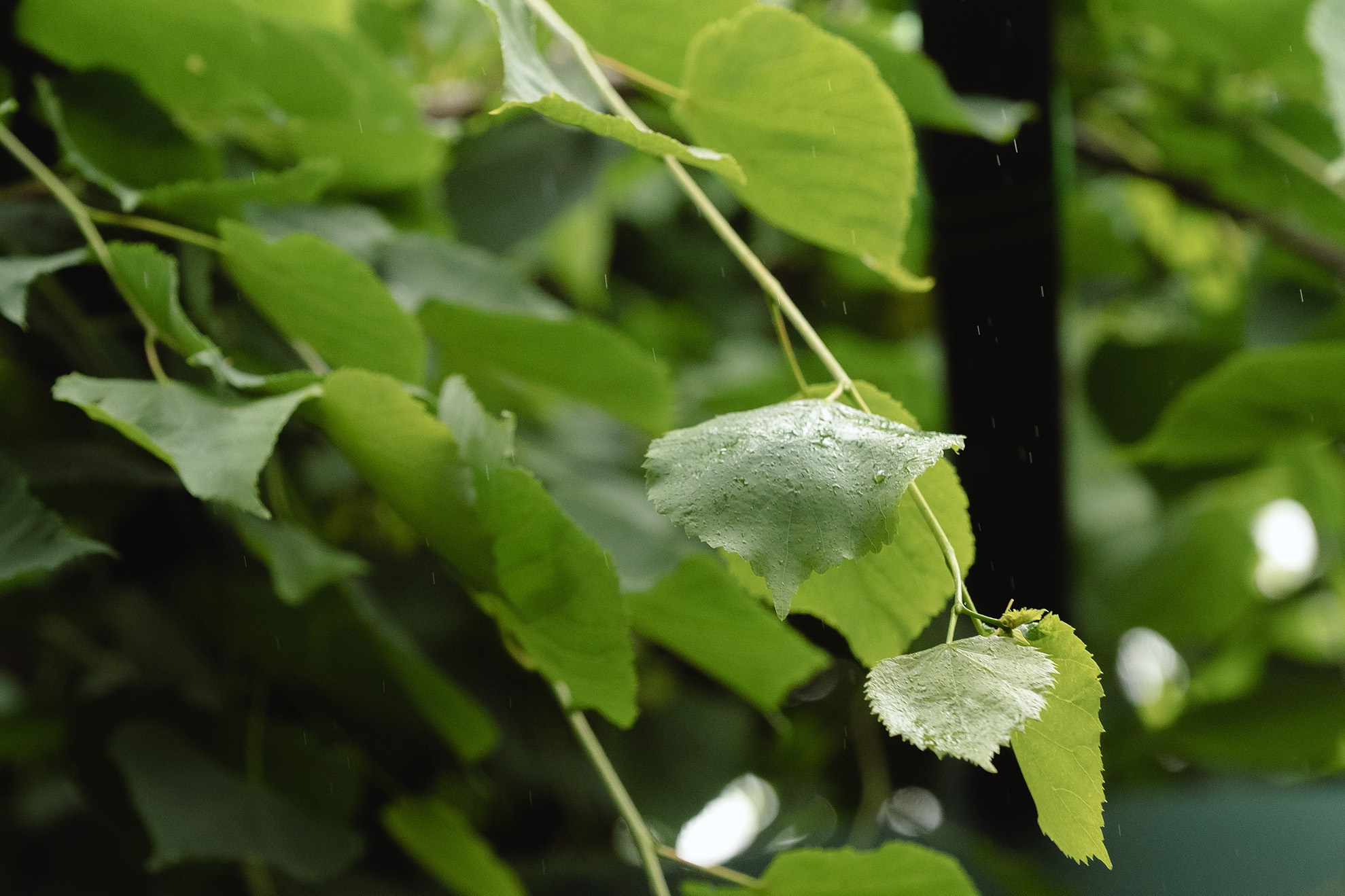 Где фотографироваться в плохую погоду — лучшие интерьеры. Свадебный фотограф Дмитрий Родионов — Санкт-Петербург и Ленинградская область