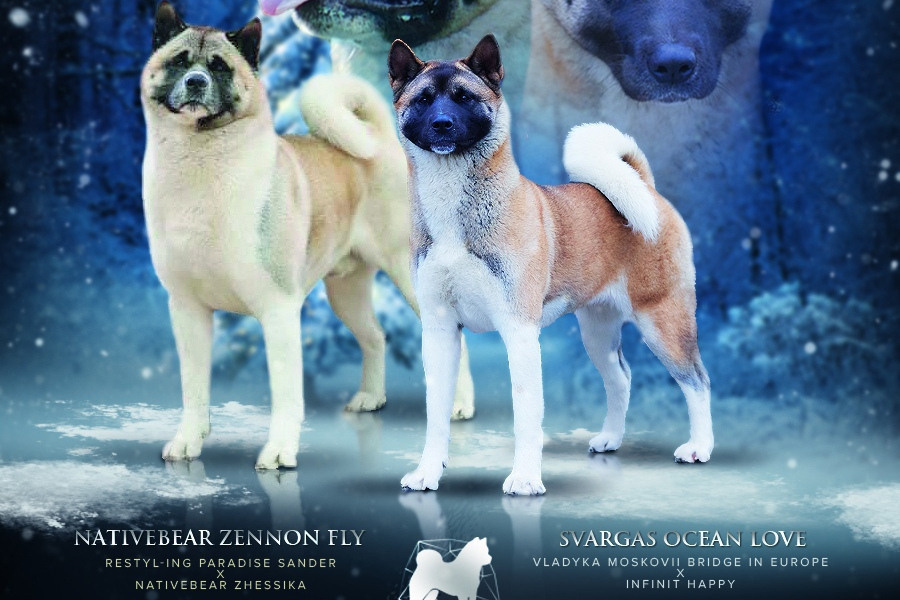 ПОМЕТЫ американских акит. AMERICAN AKITA RUBYLIGHT KENNEL I SHIBA-INU