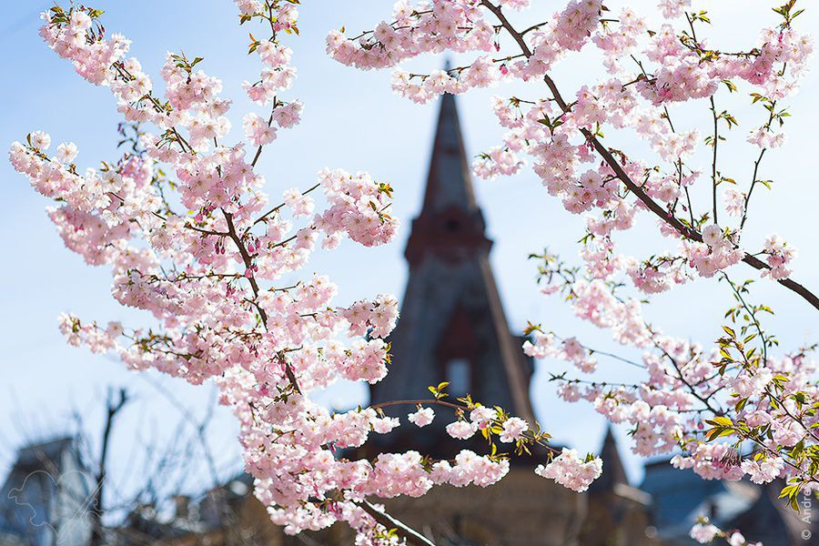 Когда и где цветут Яблони в СПб?. Семейный и Свадебный фотограф. Санкт-Петербург. Пушкин