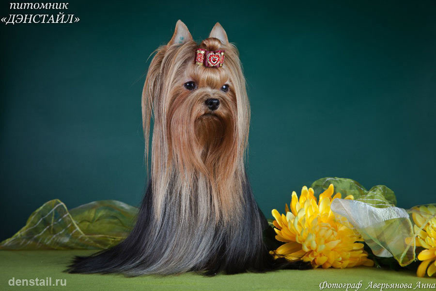 Under The Stars Stribrne Prani. Питомник Йоркширских терьеров Дэнстайл в Санкт-Петербурге заводчик Тих