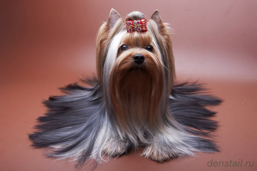 Дэнстайл Сильва. Питомник Йоркширских терьеров Дэнстайл в Санкт-Петербурге заводчик Тих