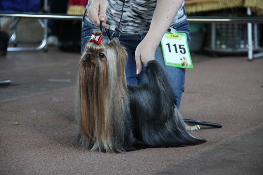 Dare To Dream Stribrne Prani. Питомник Йоркширских терьеров Дэнстайл в Санкт-Петербурге заводчик Тих