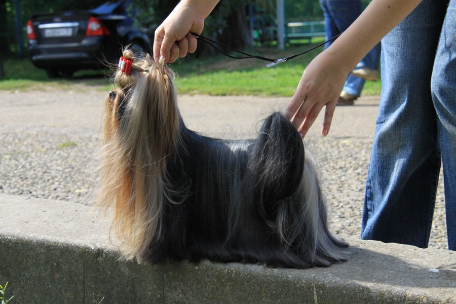 Dare To Dream Stribrne Prani. Питомник Йоркширских терьеров Дэнстайл в Санкт-Петербурге заводчик Тих