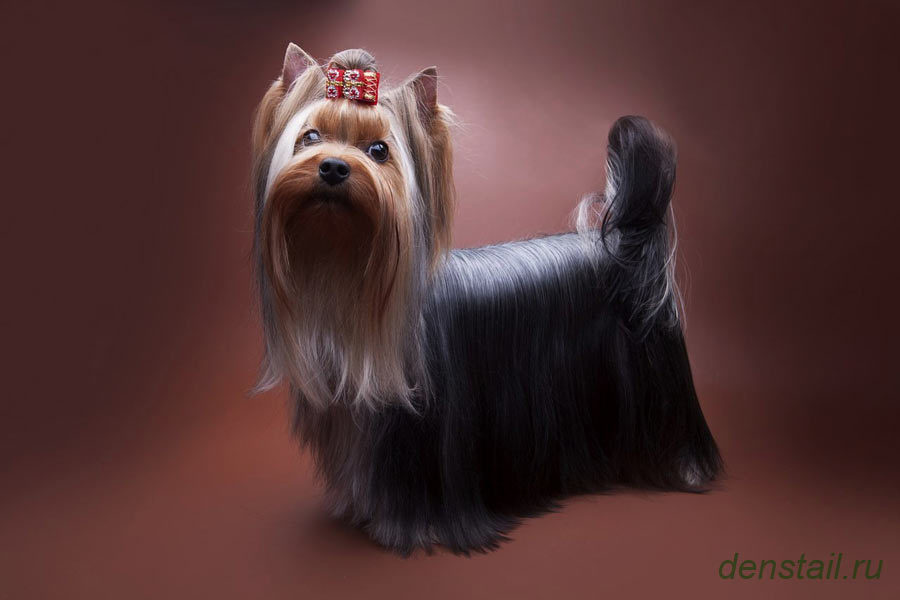 Дэнстайл Сильва. Питомник Йоркширских терьеров Дэнстайл в Санкт-Петербурге заводчик Тих