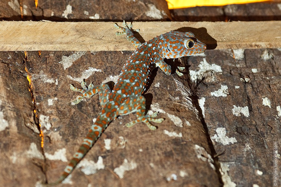 Камбоджа. Фотограф Иван Губанов