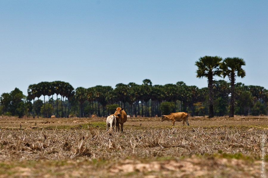 Камбоджа. Фотограф Иван Губанов
