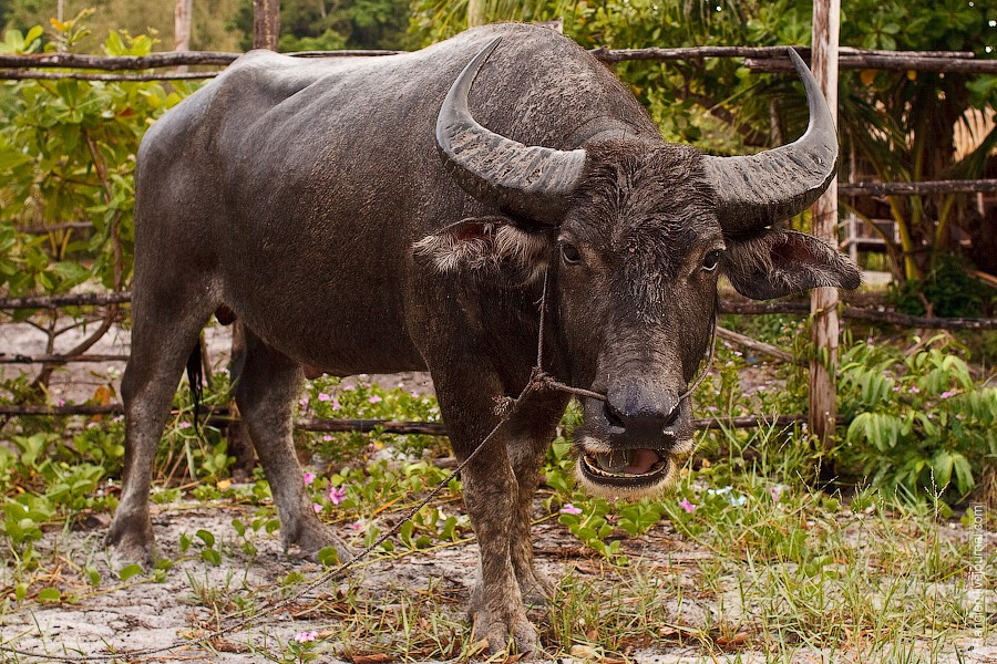Камбоджа. Фотограф Иван Губанов