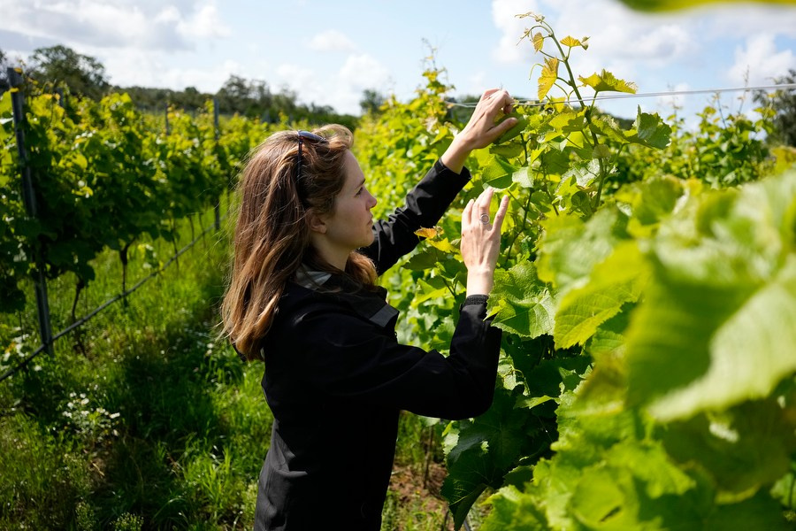 Sweden-wine. Pavel Golovkin
