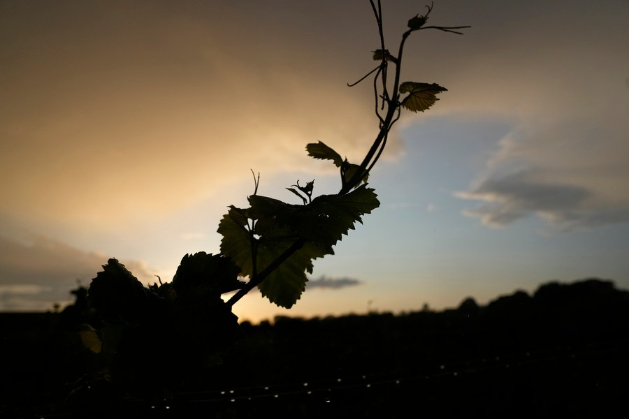 Sweden-wine. Pavel Golovkin