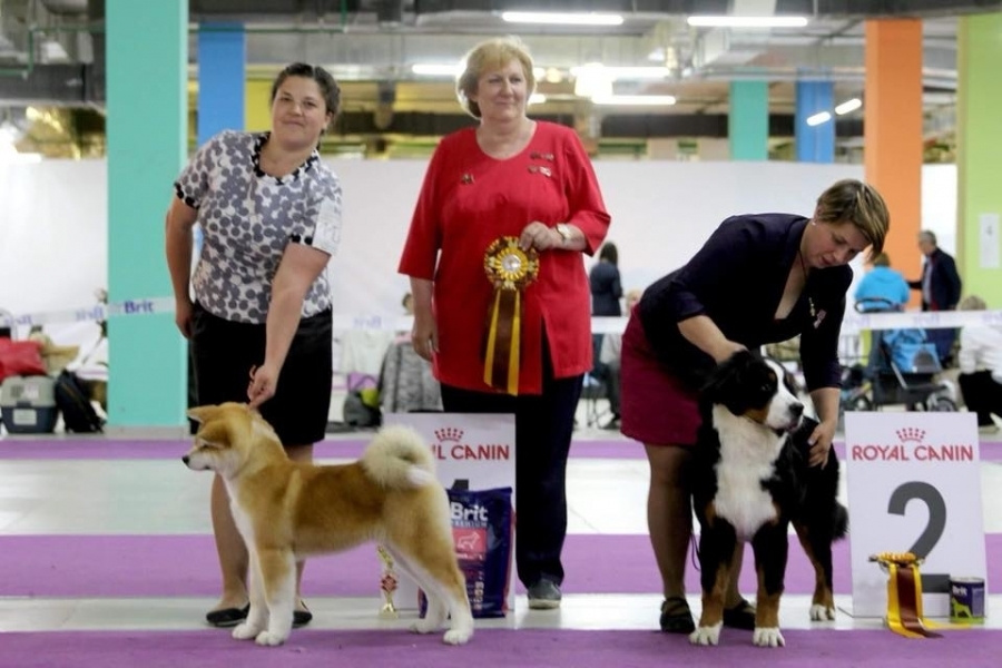 Выпускники питомника. SHIOMARU Питомник сиба и акита-ину