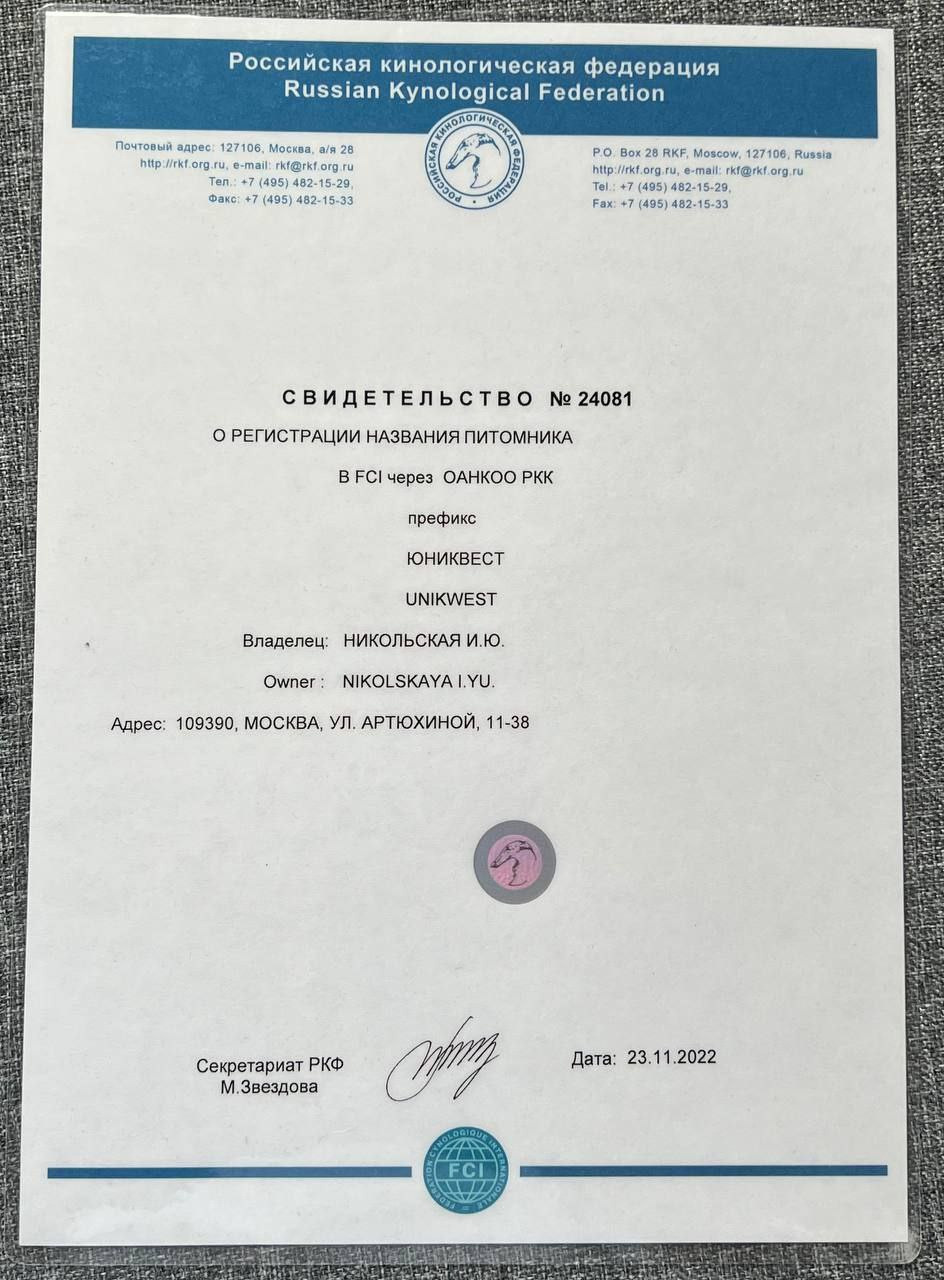 Питомник собак породы вест хайленд вайт терьер в Москве. Питомник собак породы вест хайленд вайт терьер в Москве