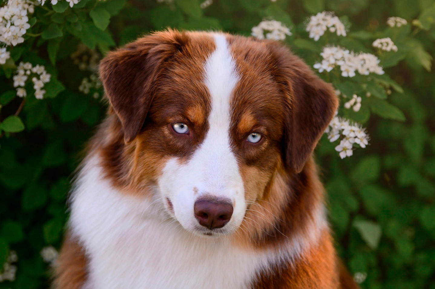 СУКИ. Питомник австралийских овчарок «APPLEDORE»