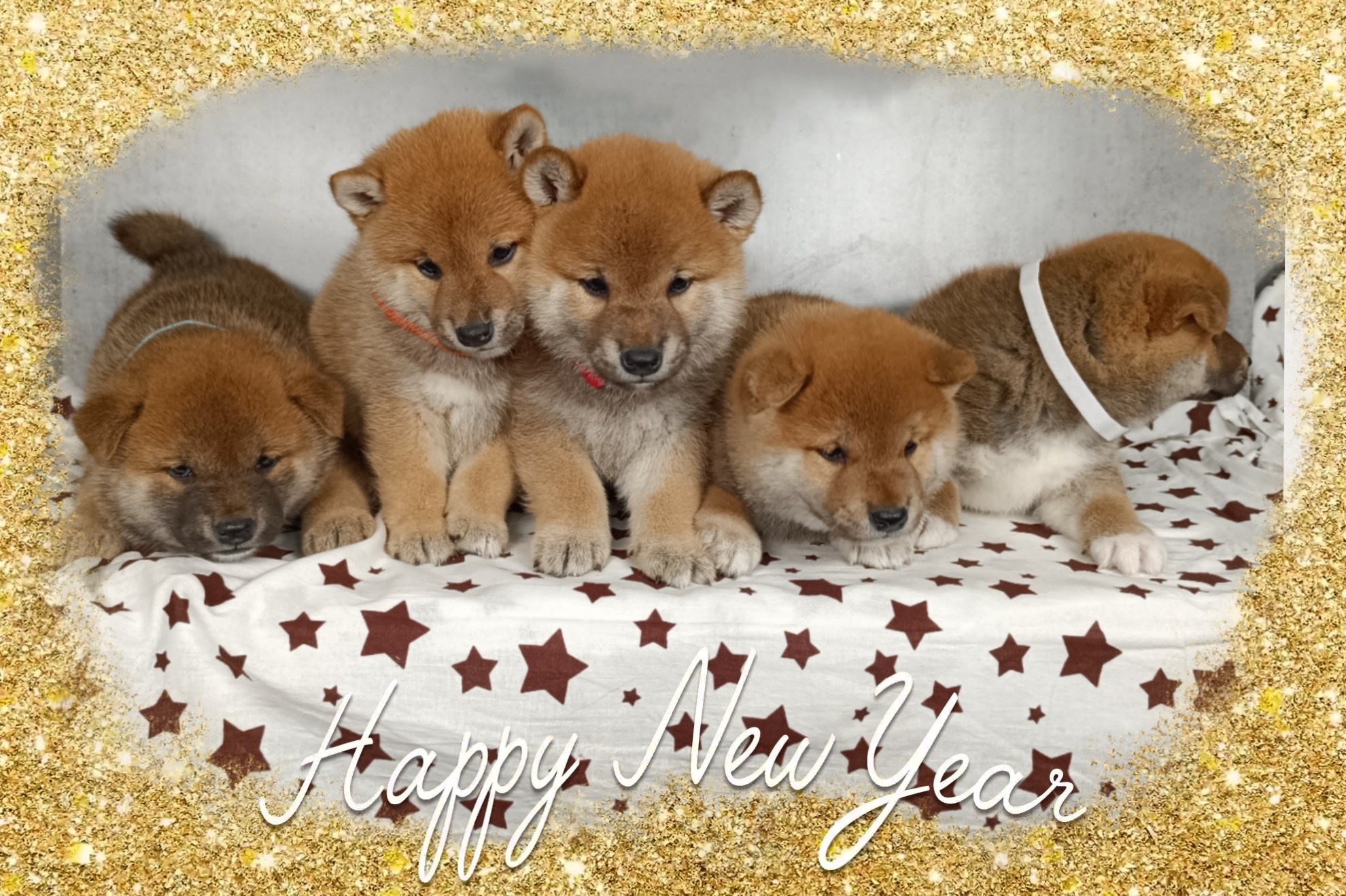 AMERICAN AKITA RUBYLIGHT KENNEL I SHIBA-INU
