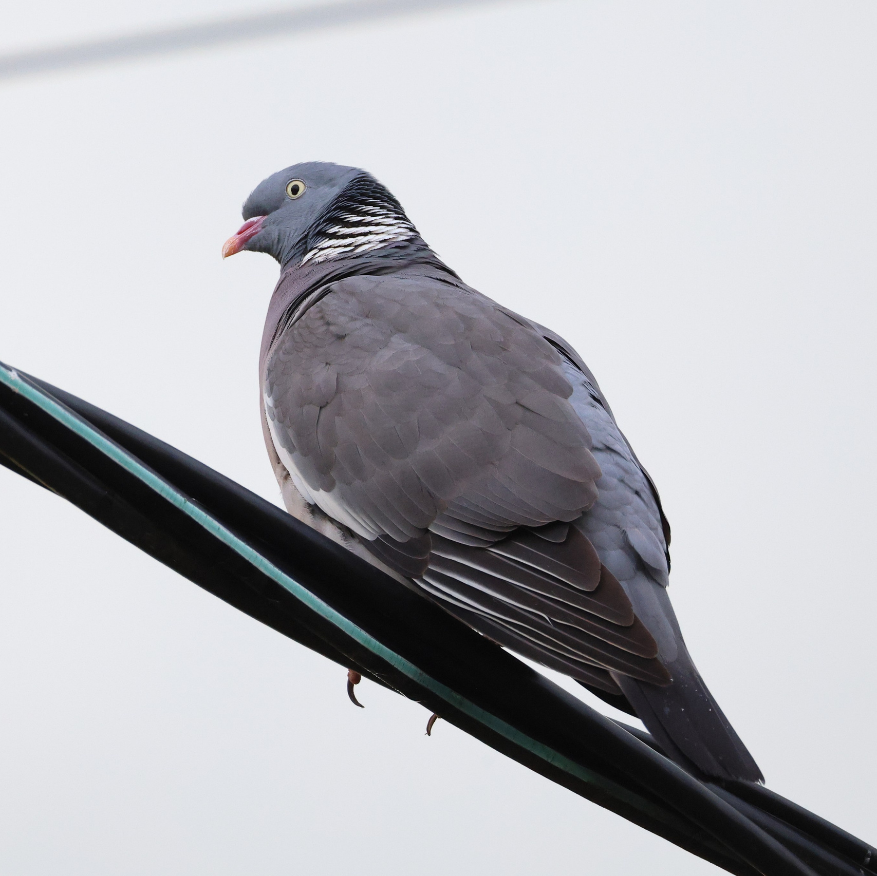 Большой уикенд. Суббота