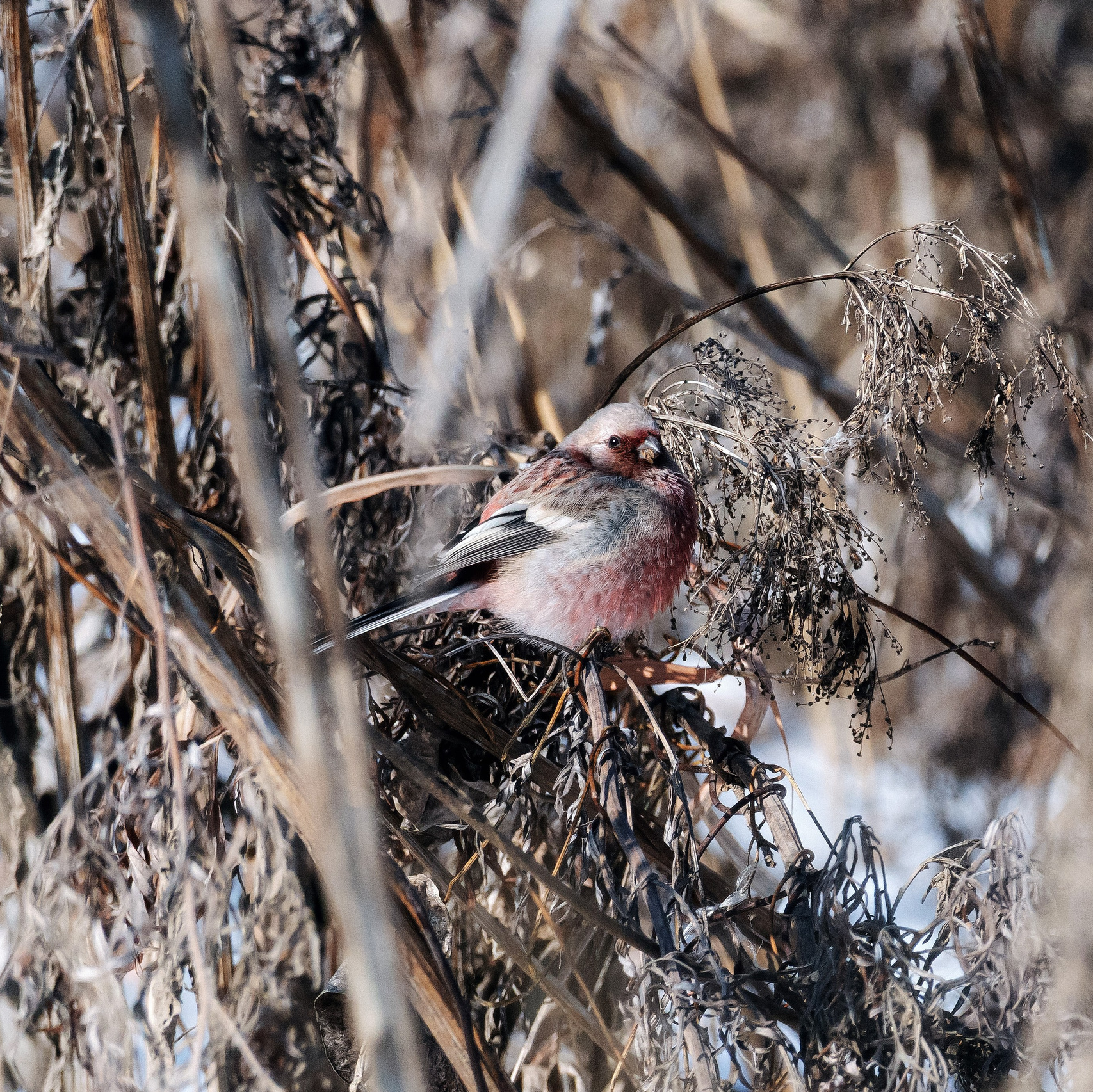 Магазин фото, пресетов и электронных товаров