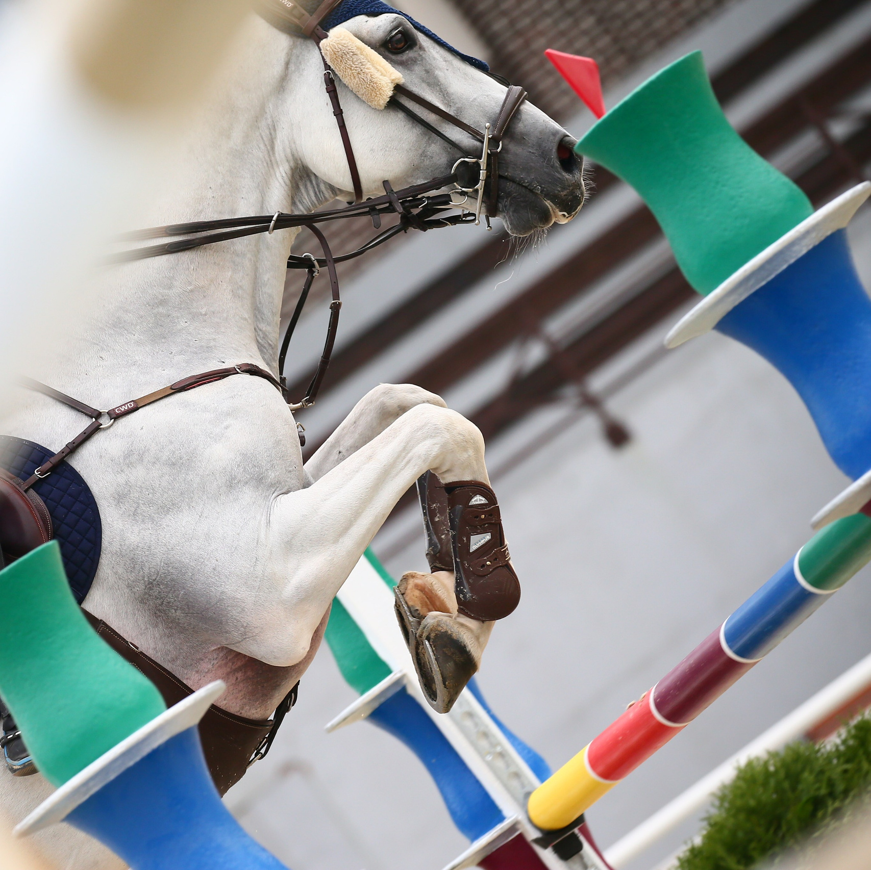 Портфолио. KatymartArt — Equine photography