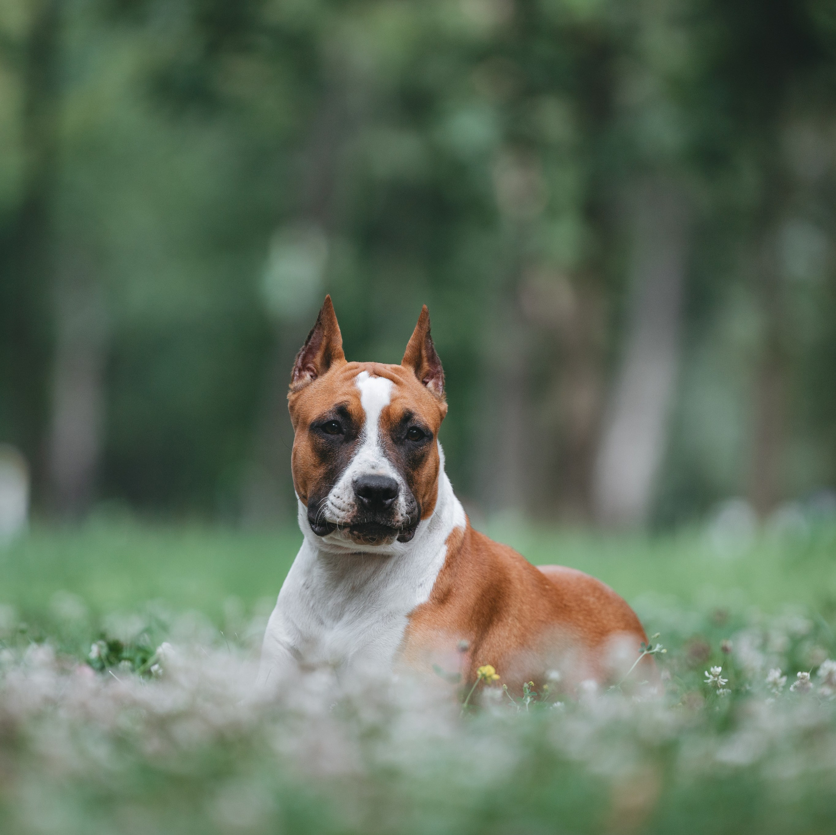 Тарифы и Условия. Фотограф Анималист в Москве Анастасия Жучкова