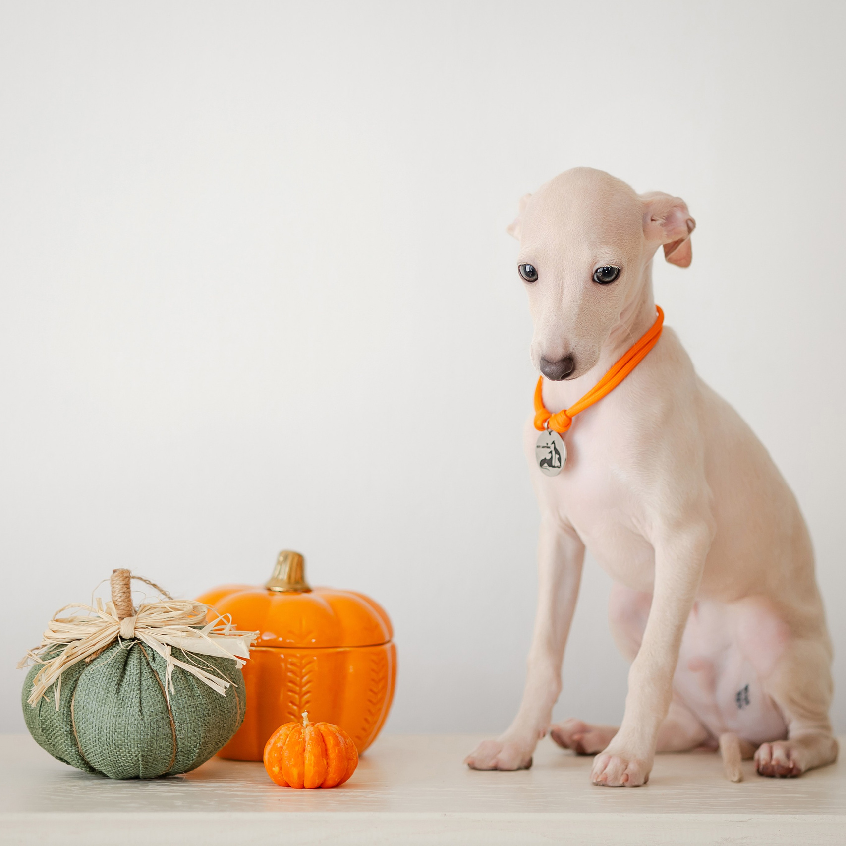 Welcome. Профессиональный питомник левреток РКФ/FCI ASTI SAPPHIRE 💎 Сочи|Санкт-Петербург