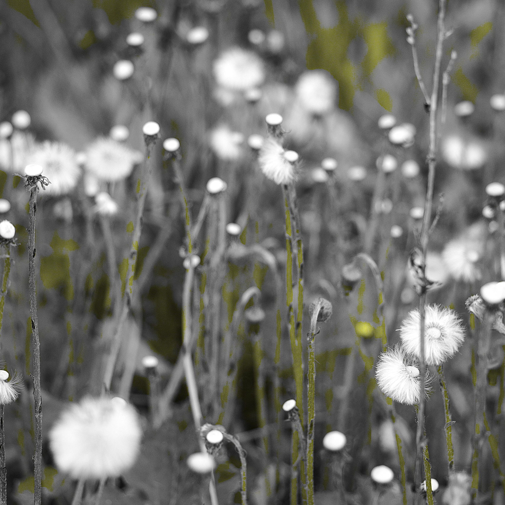 Художник комиксист иллюстратор социальных и личных проектов графика. Художник, иллюстратор и комиксист Азизова Елена