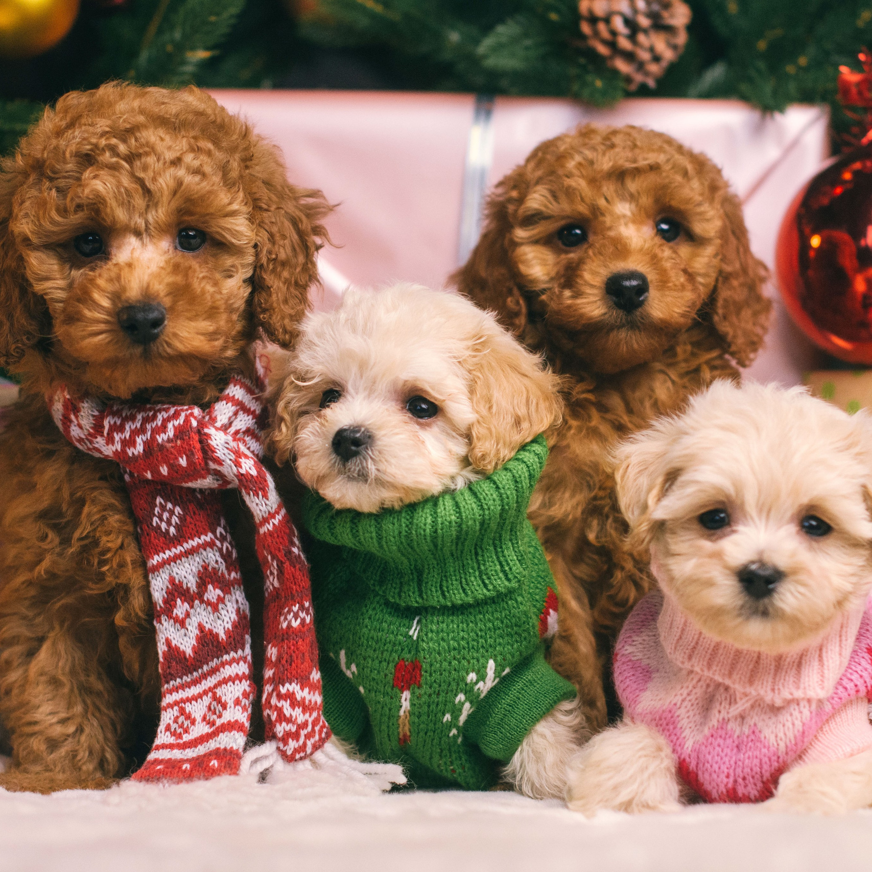 Услуги фотографа-анималиста в Москве цены на фотосъемки. Фотограф собак, анималист в Москве Кира Яковлева