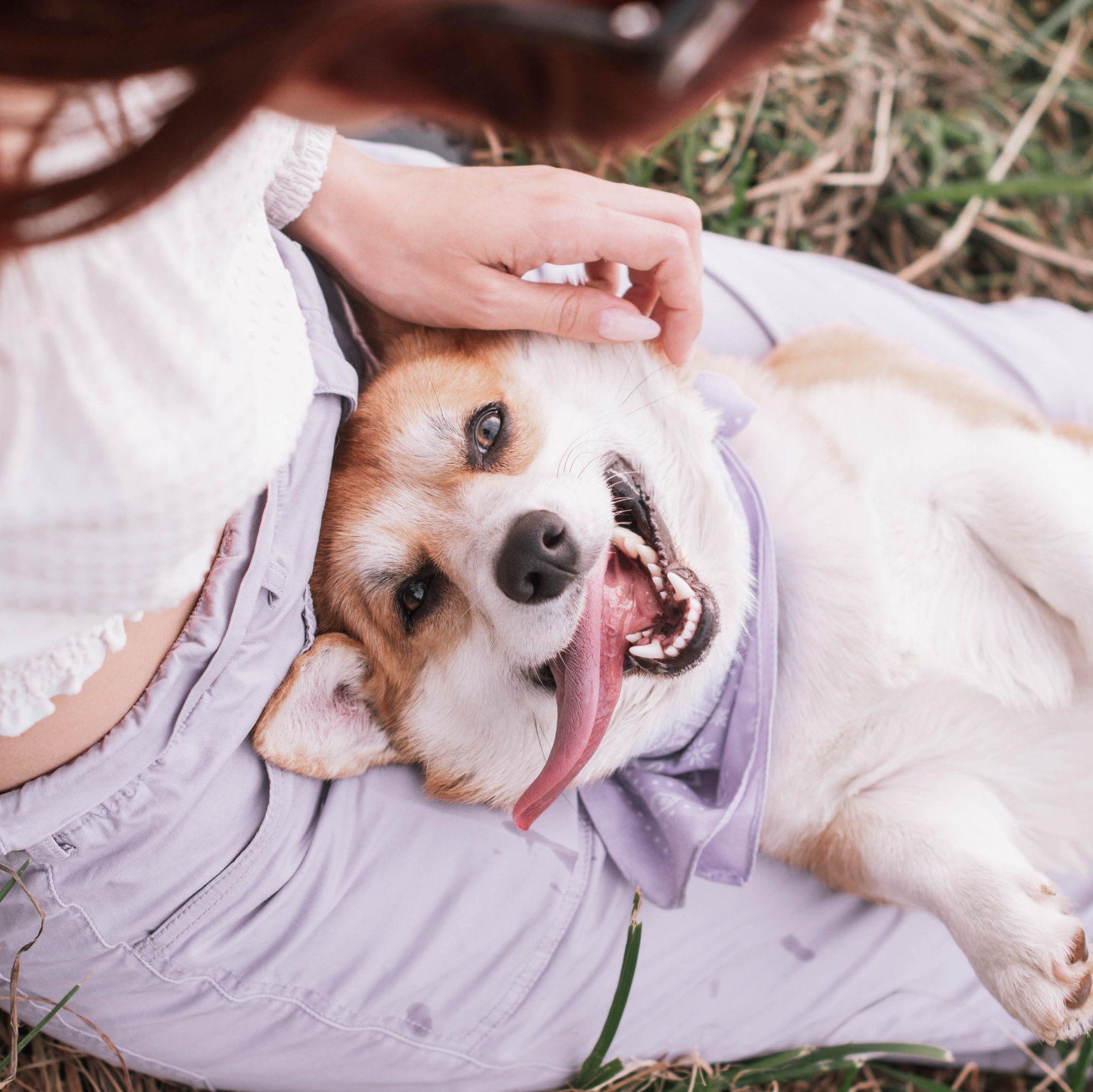 Услуги фотографа-анималиста в Москве цены на фотосъемки. Фотограф собак, анималист в Москве Кира Яковлева