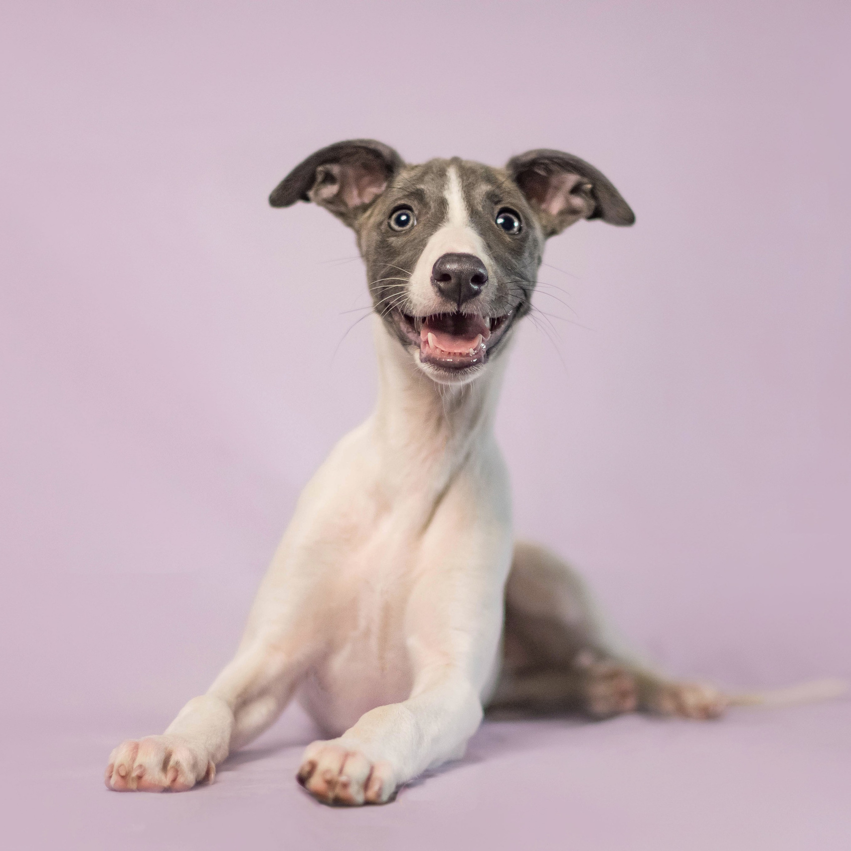 Услуги фотографа-анималиста в Москве цены на фотосъемки. Фотограф собак, анималист в Москве Кира Яковлева