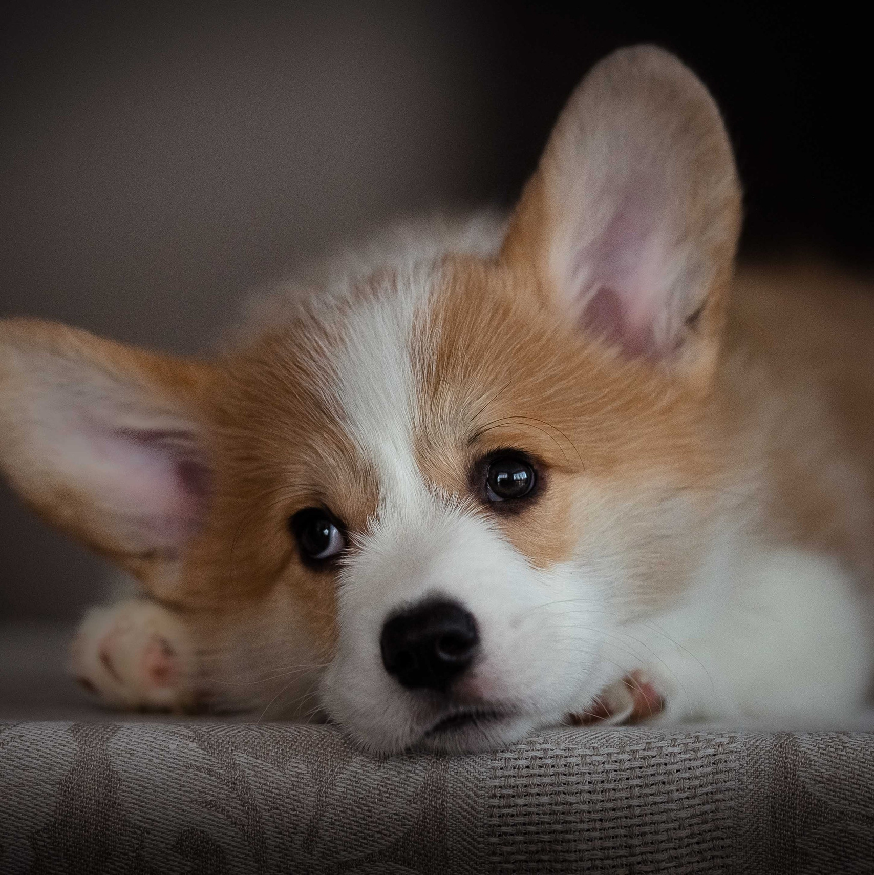 Услуги. Семейный фотограф в Санкт-Петербурге Ирина Мороз
