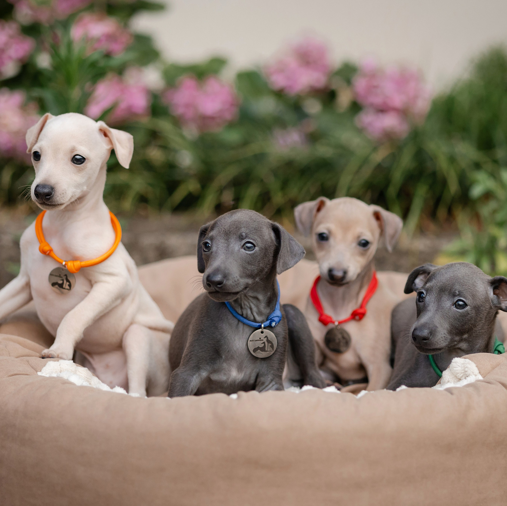 Сон и отдых. Профессиональный питомник левреток РКФ/FCI ASTI SAPPHIRE 💎 Сочи|Санкт-Петербург