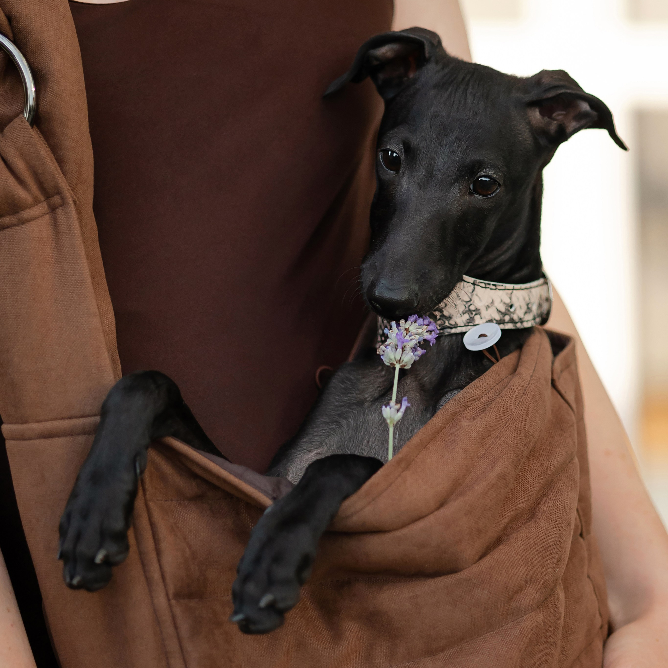 Путешествия. Профессиональный питомник левреток РКФ/FCI ASTI SAPPHIRE 💎 Сочи|Санкт-Петербург