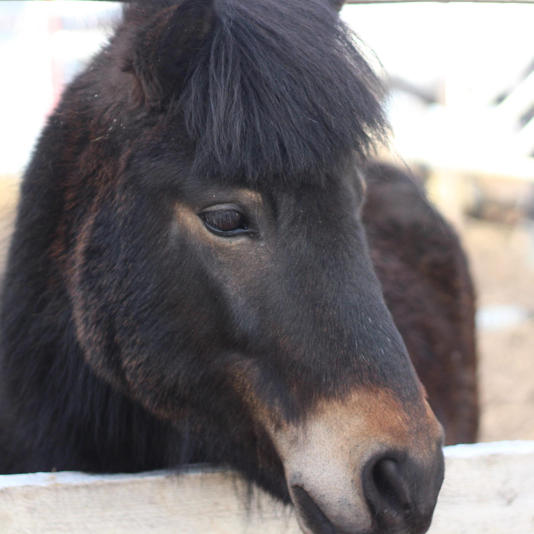 Наши лошади. КСК Тагир