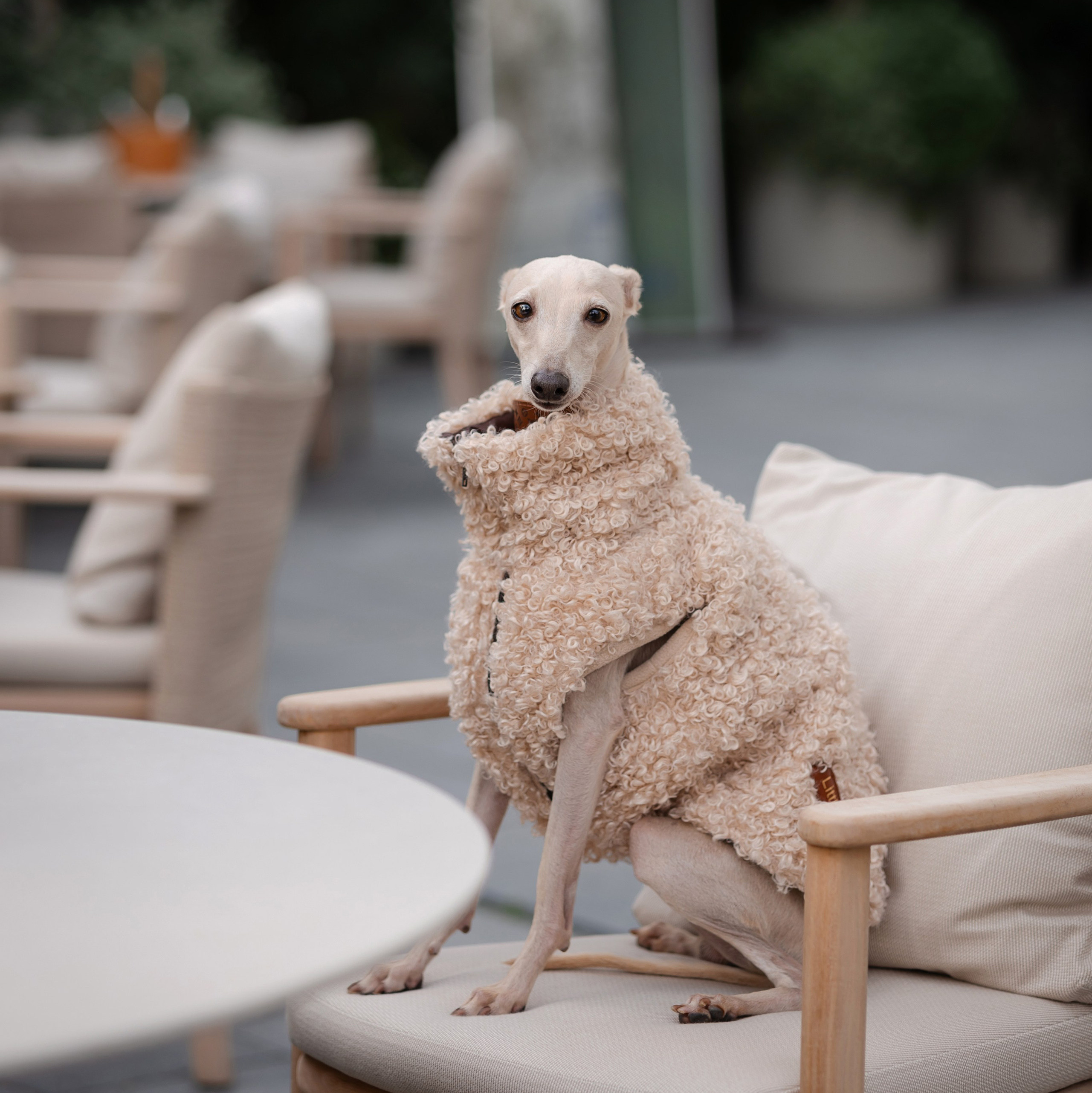 Одежда. Профессиональный питомник левреток РКФ/FCI ASTI SAPPHIRE 💎 Сочи|Санкт-Петербург