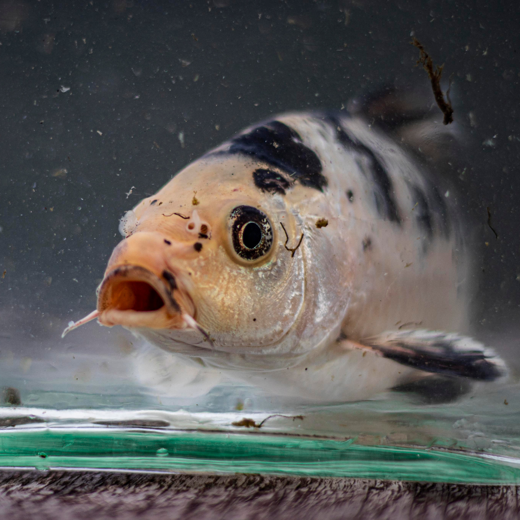 Москои — декоративные рыбы карпы кои на продажу Москва, Дмитров, Курск