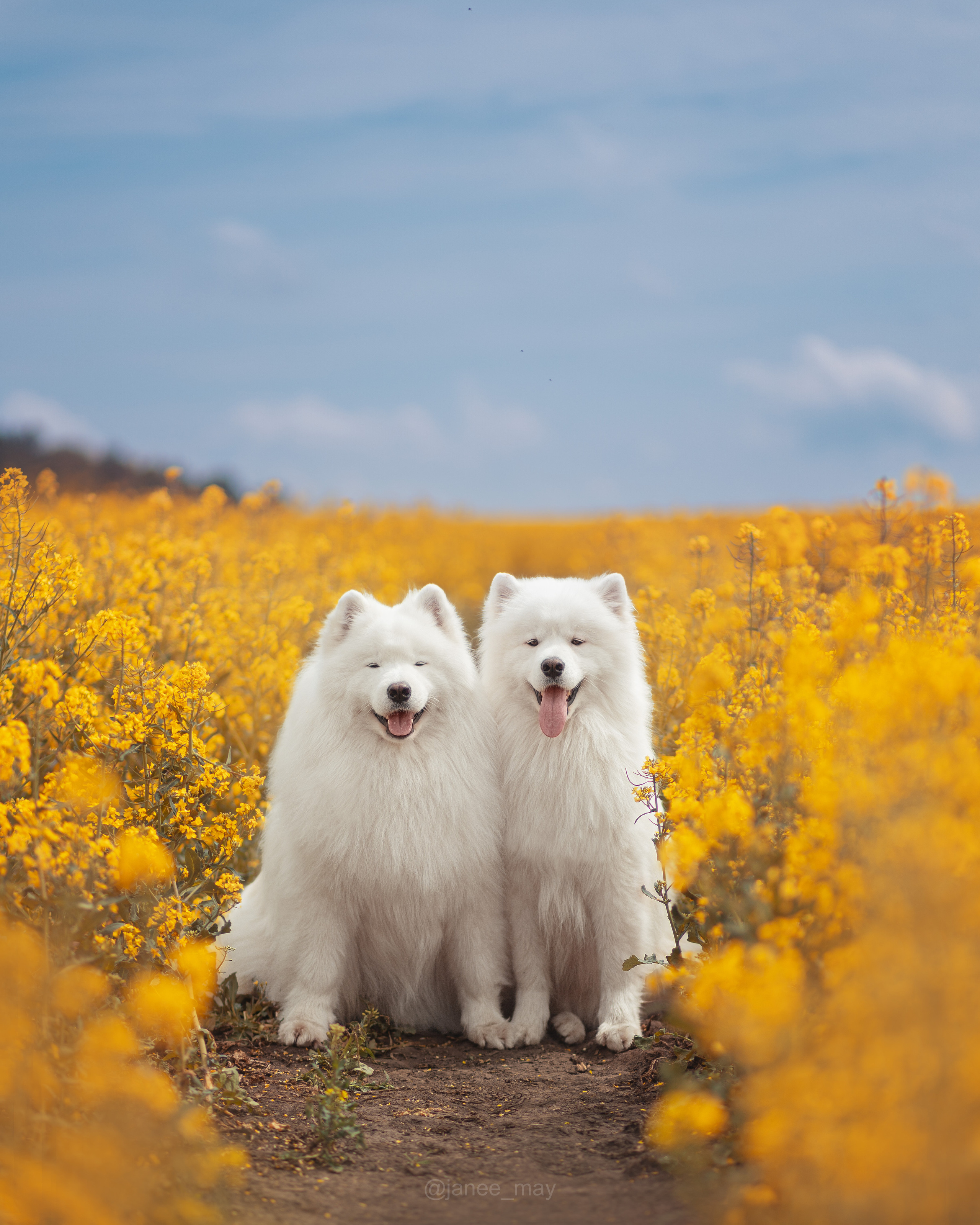 Фотограф анималист в Москве Майорова Евгения