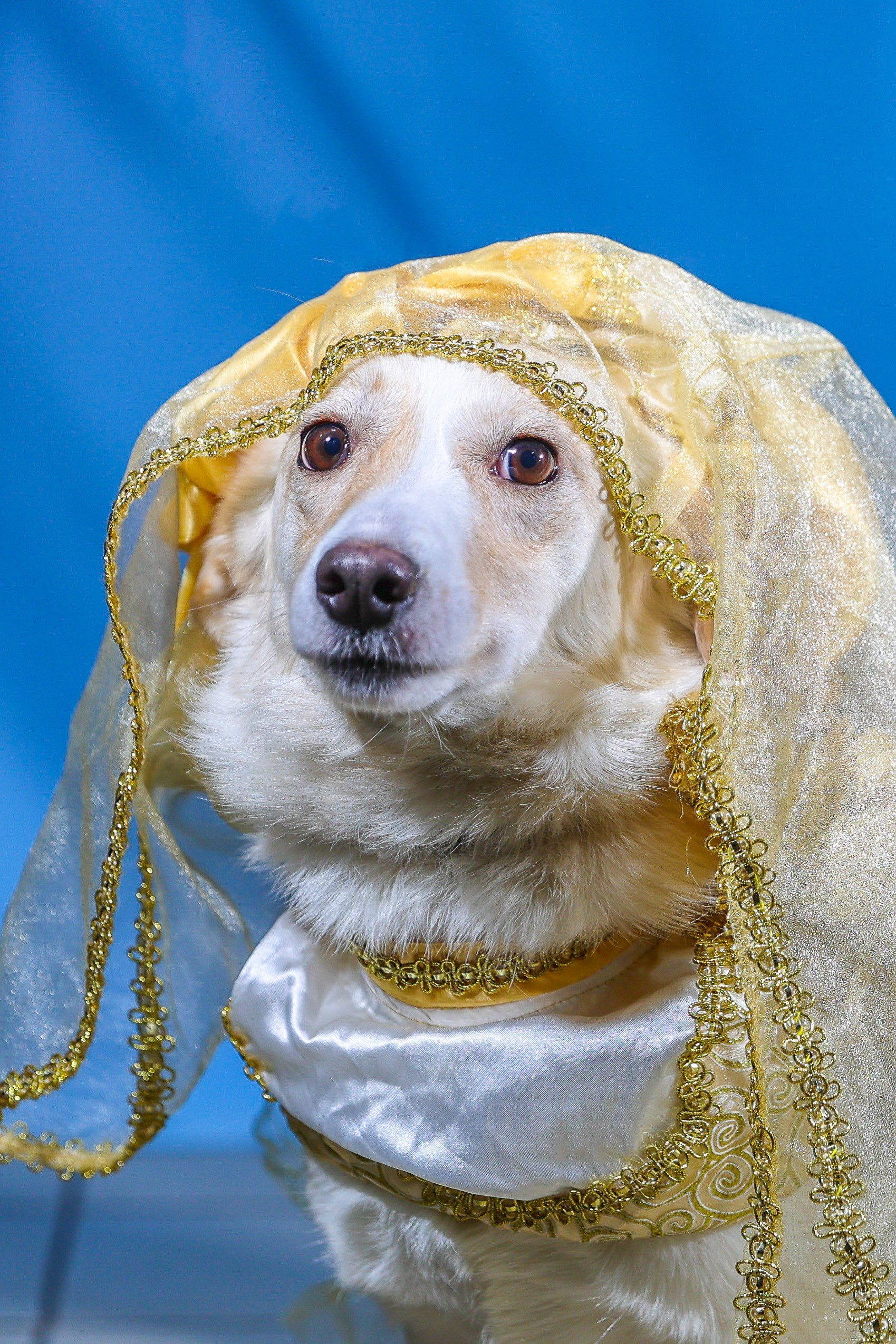 Приют четвероногий АНГЕЛ. Фотограф 📸 семейный, предметный, репортажный