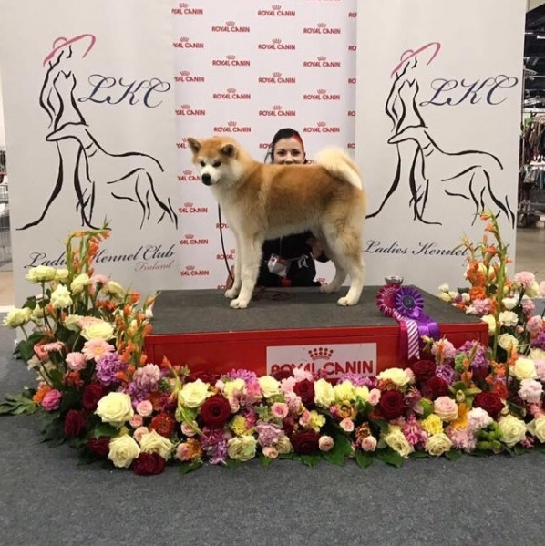GRADUATES OF THE KENNEL. SHIOMARU Shiba and Akita Inu Kennel