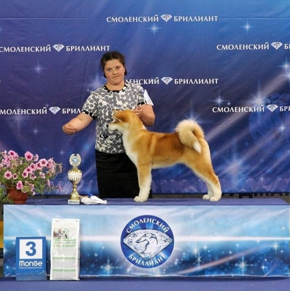 Выпускники питомника. SHIOMARU Питомник сиба и акита-ину