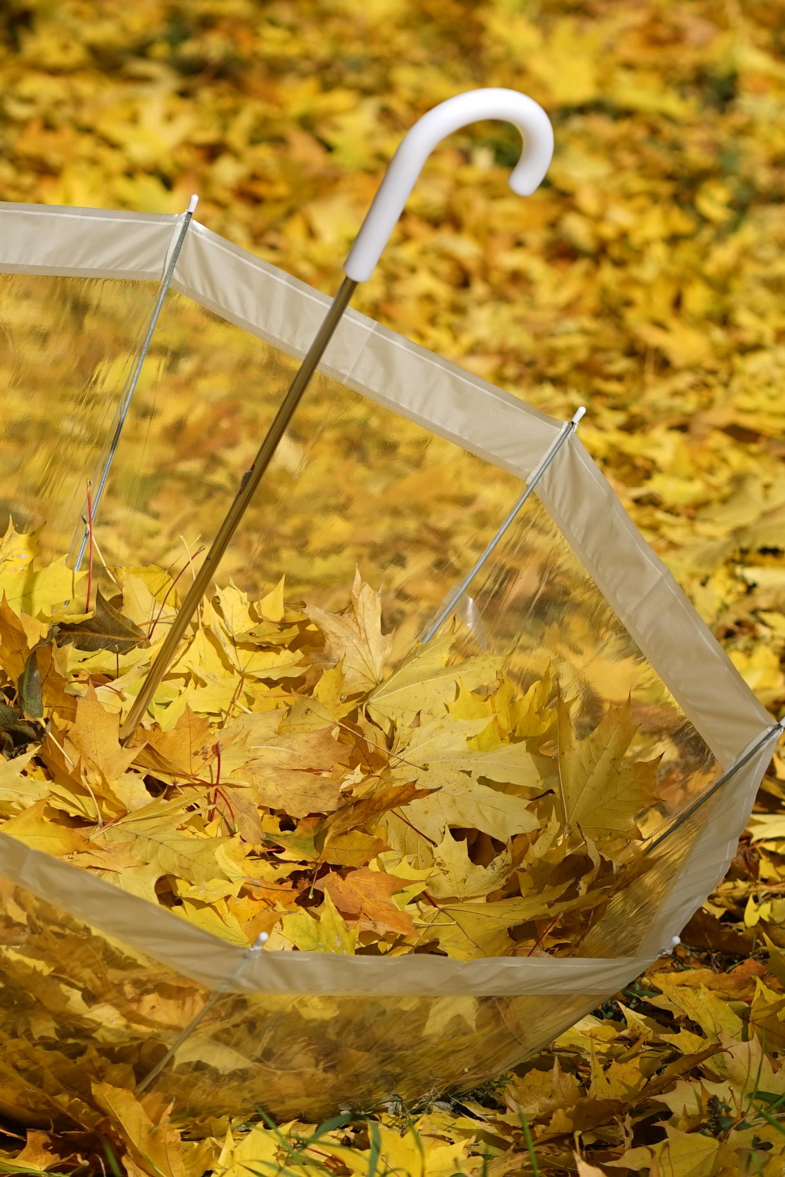 Услуги. Фотограф Москвы Китанина Елена