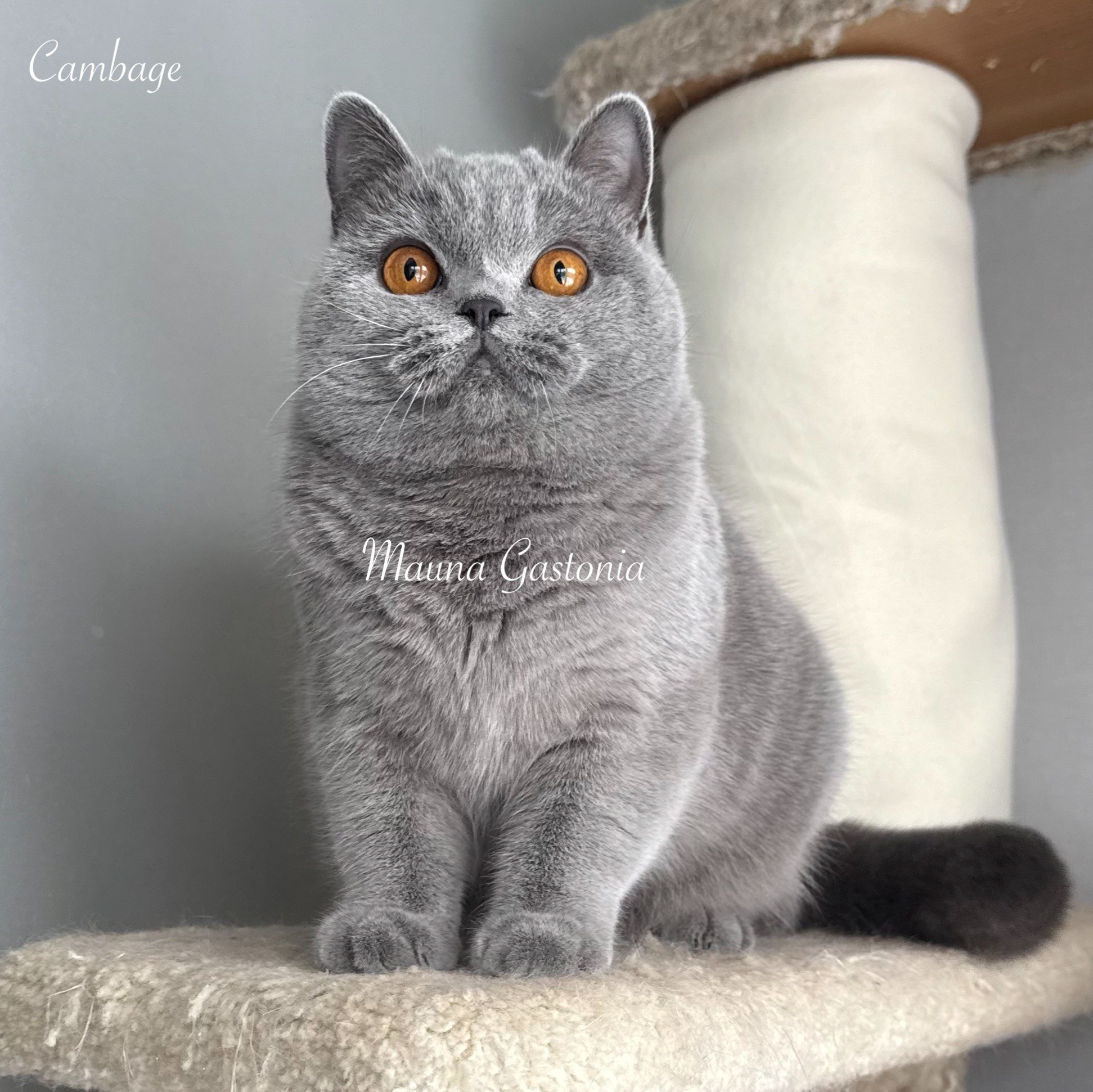 Свободные котята\Available kittens. Mauna Gastonia