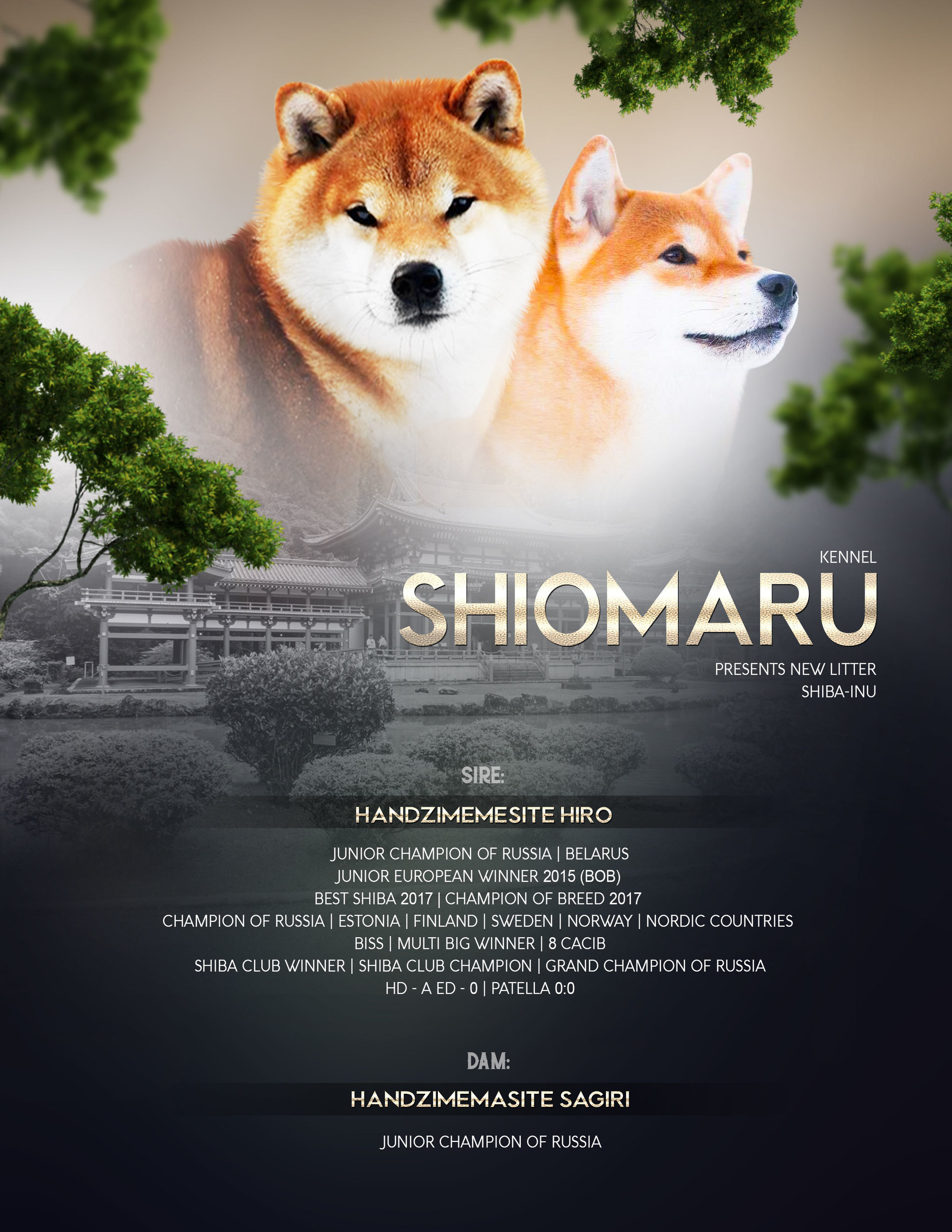 LITTERS. SHIOMARU Shiba and Akita Inu Kennel