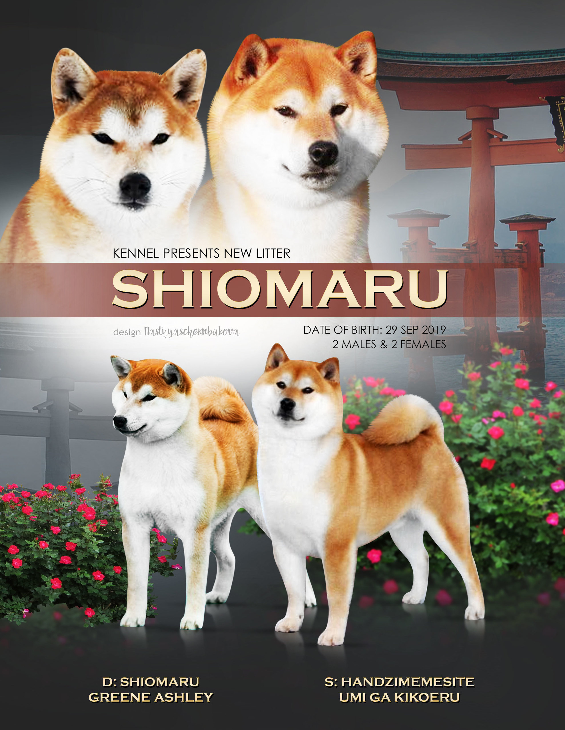 LITTERS. SHIOMARU Shiba and Akita Inu Kennel