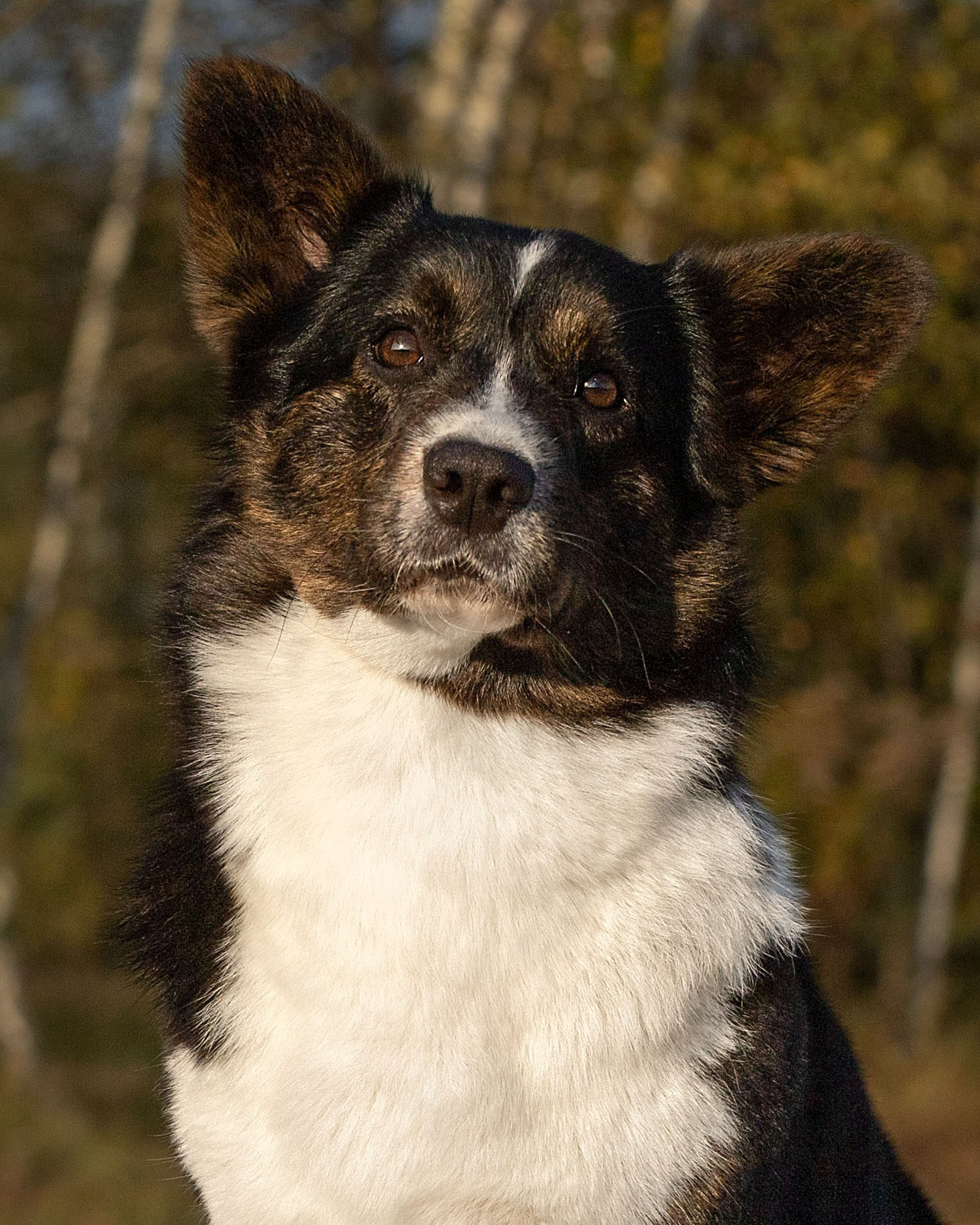 Вельш корги кардиган питомника Ice Fantasy Брянск. Ice Fantasy kennel: professional breeding of Siberian huskies and wels