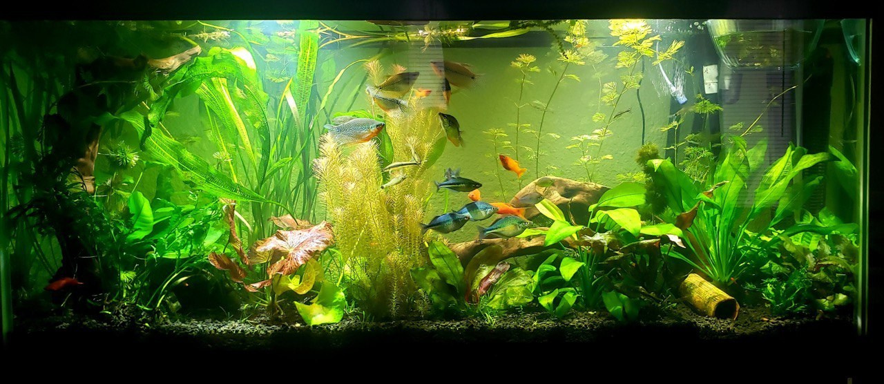 Аквариумы Дмитрия Бондаренко. Аквариумист Максим Ерёмин. Aqua Maxim