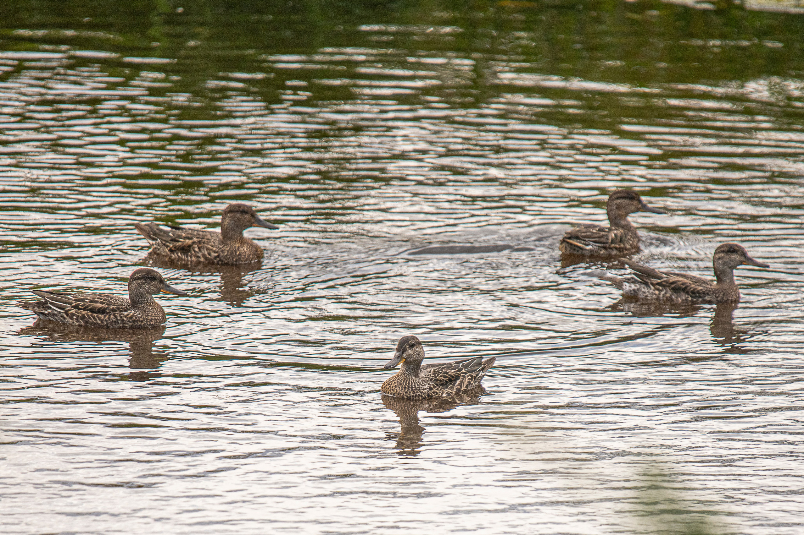 Фотоохота. Фотографии Лены Соколовой