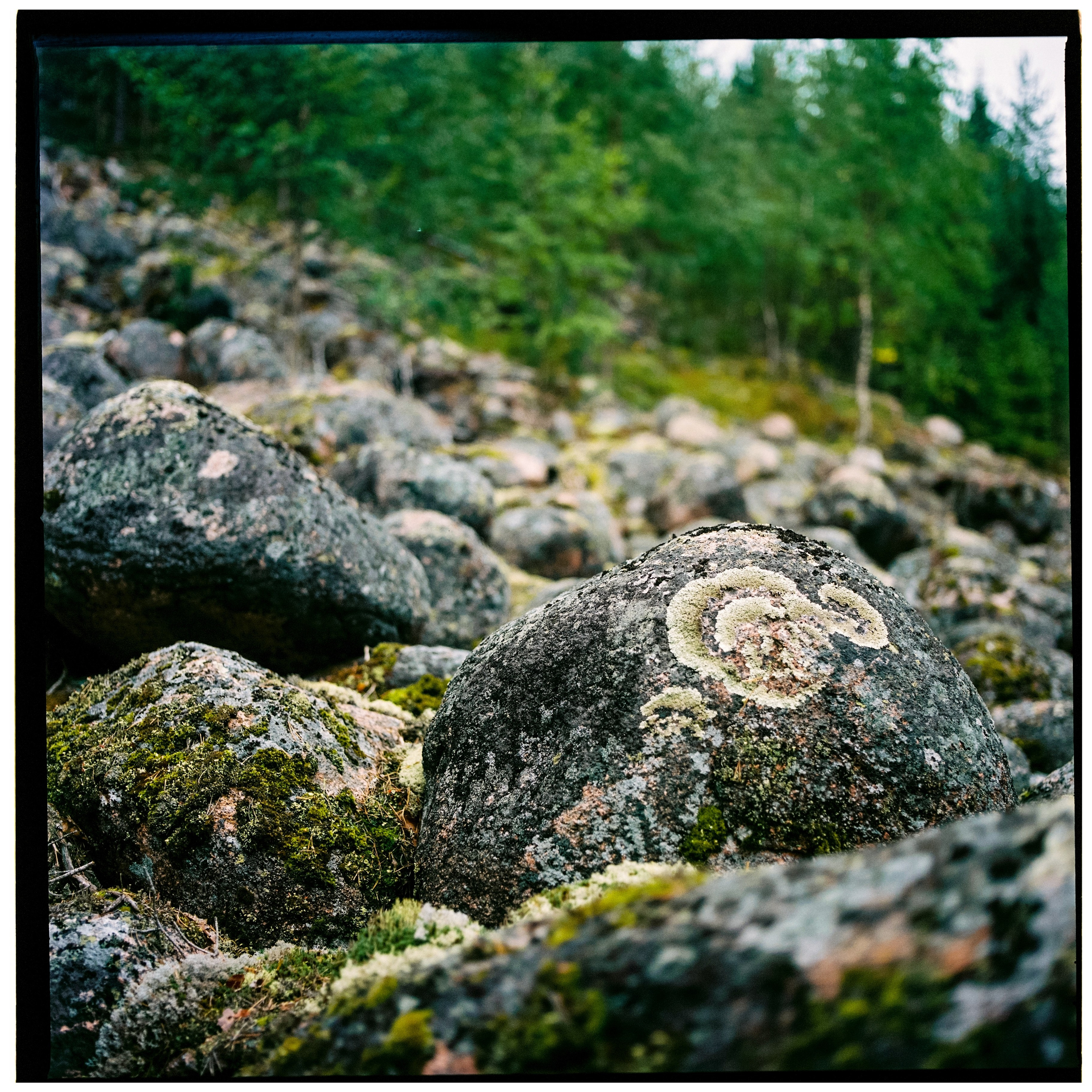 Карелия 2024. Стилист и плёночный фотограф Анастасия Шлокова в Санкт-Петербурге и Москве