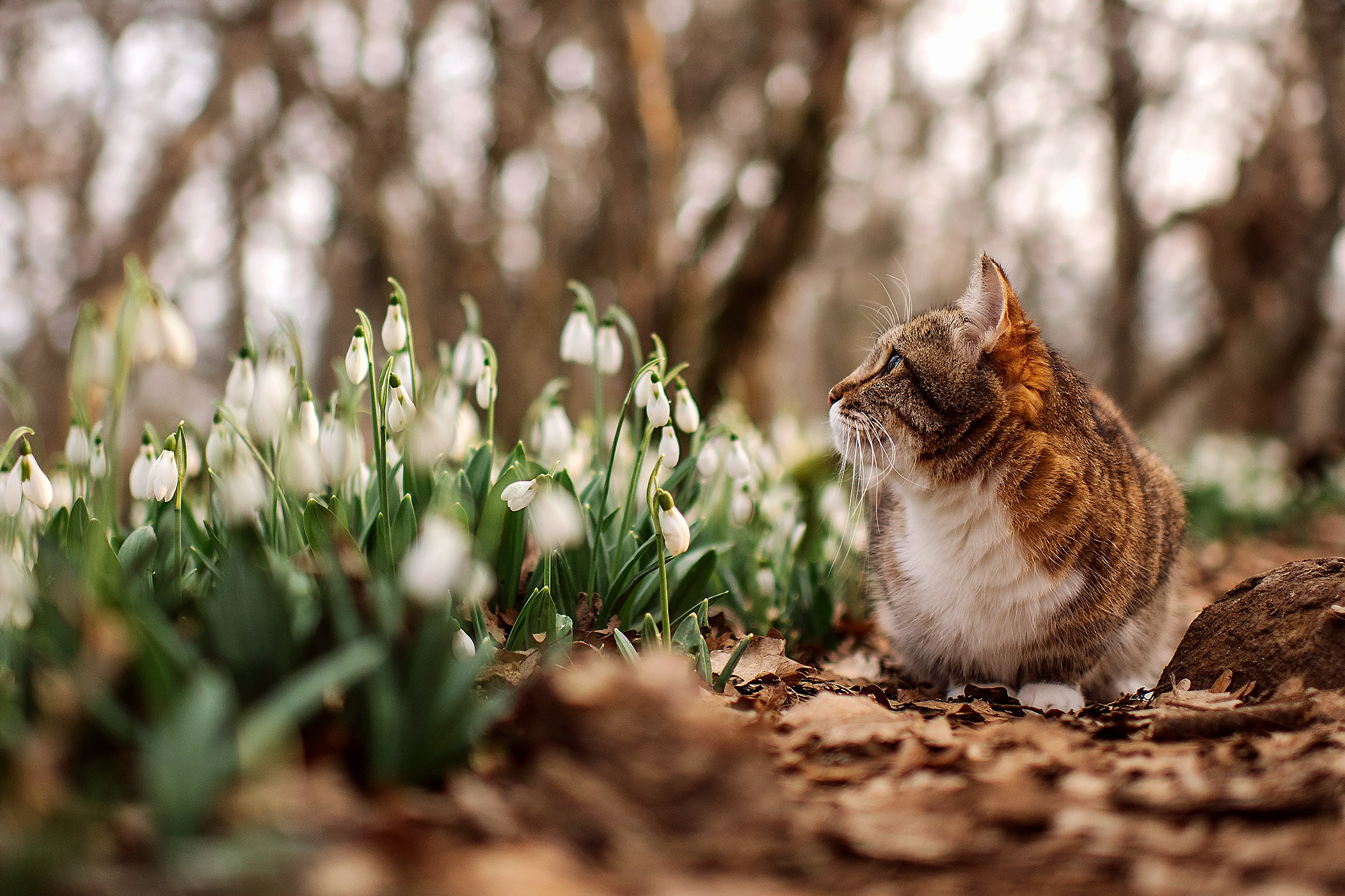 Услуги. Фотограф-анималист в Крыму Маковеева Ольга