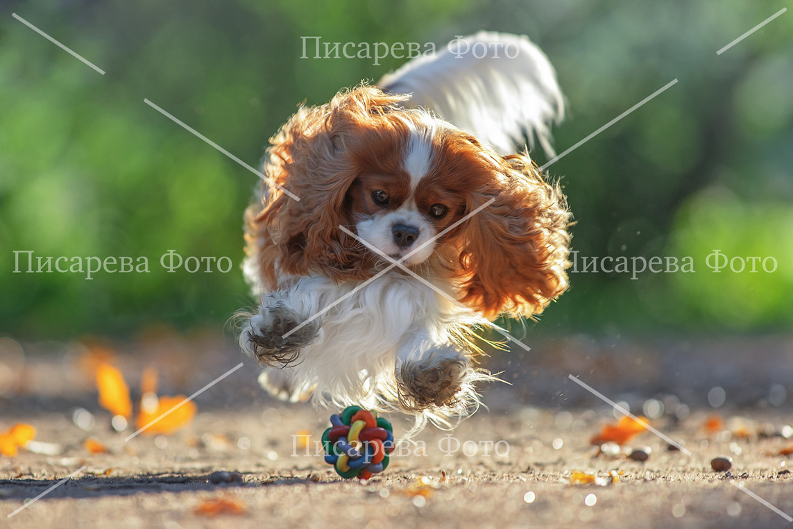 Собака породы Кавалер в прыжке за игрушкой