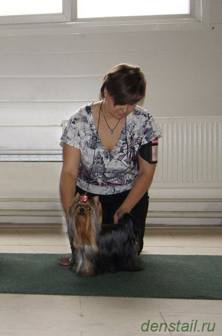 2014 г Результаты выставок. Питомник Йоркширских терьеров Дэнстайл в Санкт-Петербурге заводчик Тих